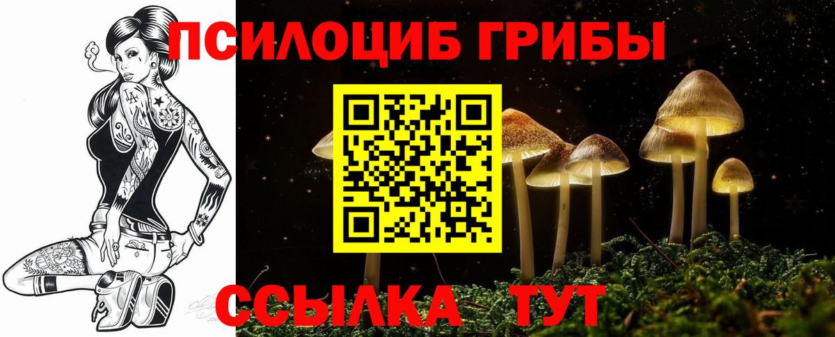 Псилоцибиновые грибы Psilocybe Санкт-Петербург